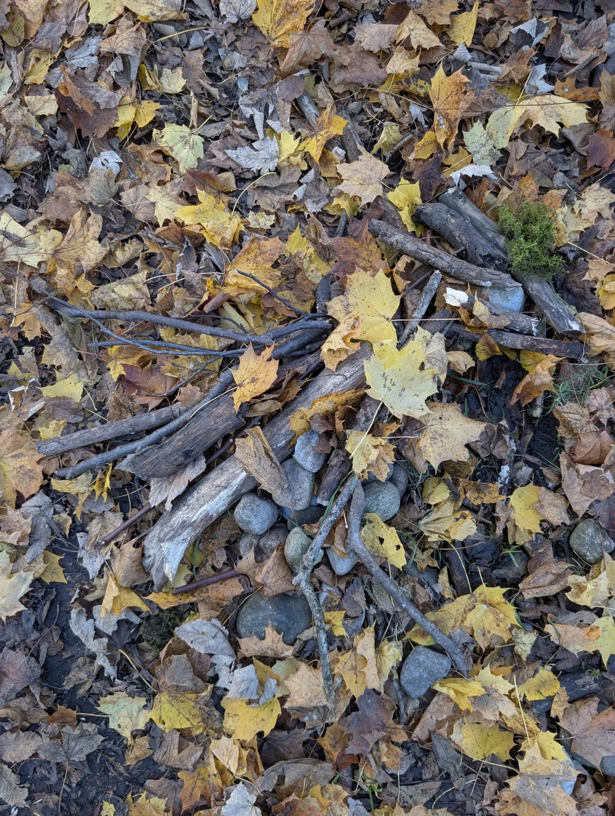 The real Bright Raven arrangement on the forest floor: a rough raven shape assembled from stones, weathered wood, twigs, moss, and fallen maple leaves, with its head at the upper right and a broad branch wing extending left.